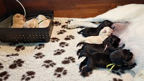 8 Labrador Retriever til salg på købhund.dk