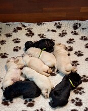 8 Labrador Retriever til salg på købhund.dk