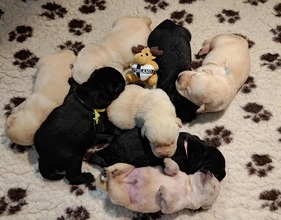 8 Labrador Retriever til salg på købhund.dk