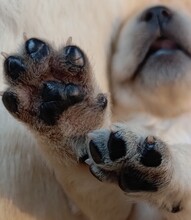 8 Labrador Retriever til salg på købhund.dk