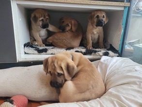 11 Broholmer til salg på købhund.dk