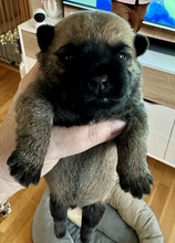 1 Cairn Terrier til salg på købhund.dk