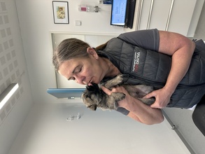 1 Cairn Terrier til salg på købhund.dk