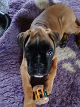 8 Boxer til salg på købhund.dk