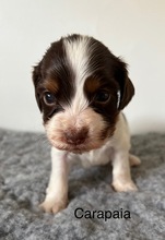4 Engelsk Cocker Spaniel til salg på købhund.dk