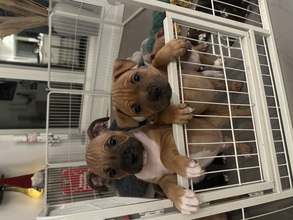 6 Staffordshire Bull Terrier til salg på købhund.dk