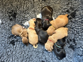 7 Bichon Havanais til salg på købhund.dk