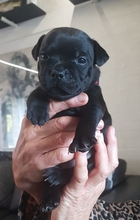 3 Staffordshire Bull Terrier til salg på købhund.dk