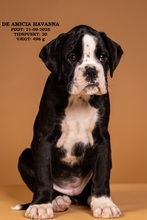 8 Boxer til salg på købhund.dk