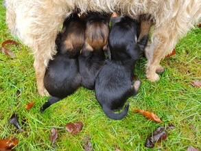 4 Border Terrier til salg på købhund.dk
