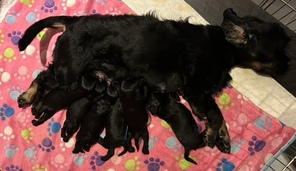 6 Amerikansk Cocker Spaniel til salg på købhund.dk