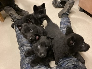 5 Schæferhund, stockhåret til salg på købhund.dk