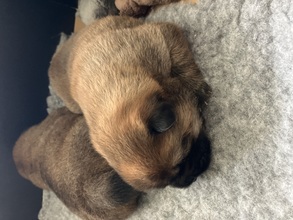 4 Chow Chow til salg på købhund.dk