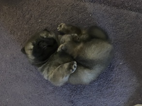 4 Chow Chow til salg på købhund.dk