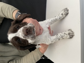 8 Engelsk Springer Spaniel til salg på købhund.dk