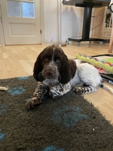 8 Engelsk Springer Spaniel til salg på købhund.dk