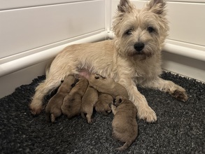 6 Cairn Terrier til salg på købhund.dk