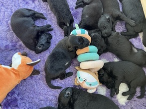 12 Flat Coated Retriever til salg på købhund.dk