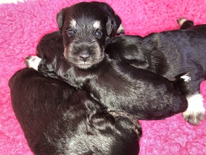 4 Dværgschnauzer, sort/sølv til salg på købhund.dk