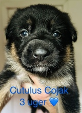 6 Schæferhund, stockhåret til salg på købhund.dk