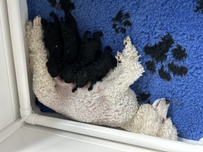 4 Pudel, mellem til salg på købhund.dk