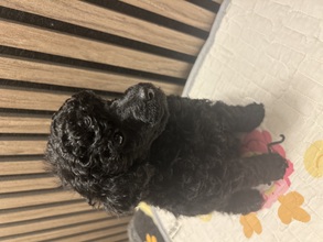 4 Pudel, mellem til salg på købhund.dk