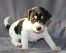 5 Dansk/Svensk Gårdhund til salg på købhund.dk