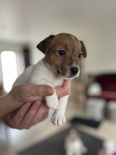 7 Jack Russell Terrier til salg på købhund.dk