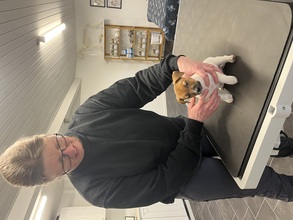 7 Jack Russell Terrier til salg på købhund.dk