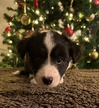 10 Welsh Corgi Cardigan til salg på købhund.dk