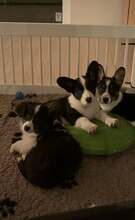 10 Welsh Corgi Cardigan til salg på købhund.dk