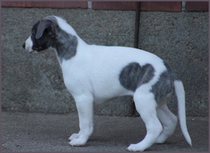 5 Whippet til salg på købhund.dk