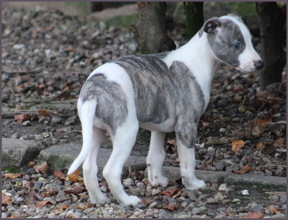 5 Whippet til salg på købhund.dk