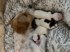 3 Jack Russell Terrier til salg på købhund.dk