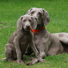 10 Weimaraner, korthåret til salg på købhund.dk