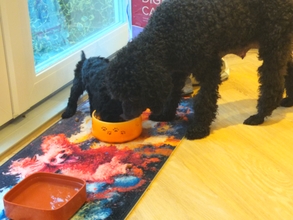 4 Pudel, mellem til salg på købhund.dk