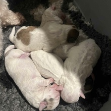 5 Coton de Tulear til salg på købhund.dk