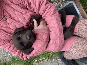 8 Labrador Retriever til salg på købhund.dk