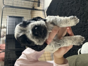 7 Engelsk Cocker Spaniel til salg på købhund.dk