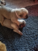 6 Broholmer til salg på købhund.dk