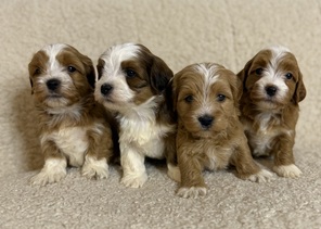 5 Bichon Havanais til salg på købhund.dk