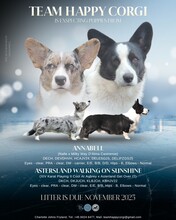 9 Welsh Corgi Cardigan til salg på købhund.dk