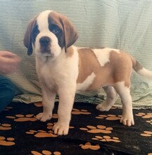 3 Sankt Bernhardshund, korthåret til salg på købhund.dk