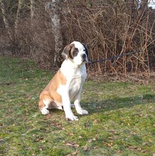 3 Sankt Bernhardshund, korthåret til salg på købhund.dk