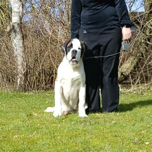 3 Sankt Bernhardshund, korthåret til salg på købhund.dk