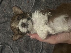 7 Bichon Havanais til salg på købhund.dk