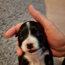 3 Bichon Havanais til salg på købhund.dk