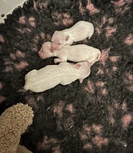 3 Coton de Tulear til salg på købhund.dk