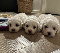 3 Coton de Tulear til salg på købhund.dk