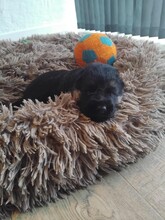 6 Schæferhund, stockhåret til salg på købhund.dk